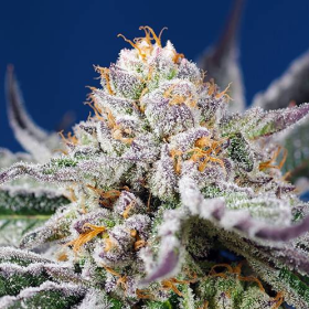 Orange Apricot Glue XL Auto - SWEET SEEDS | TanieSianie.pl