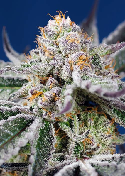Orange Apricot Glue XL Auto - SWEET SEEDS | TanieSianie.pl