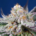 Orange Apricot Glue XL Auto - SWEET SEEDS