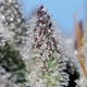 Orange Apricot Glue XL Auto - SWEET SEEDS | TanieSianie.pl