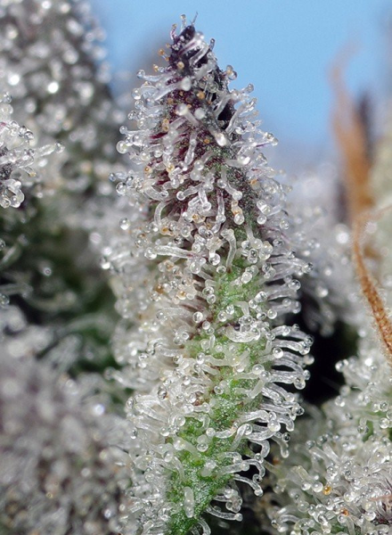Orange Apricot Glue XL Auto - SWEET SEEDS | TanieSianie.pl
