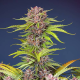 Mimosa Bruce Banner XL Auto - SWEET SEEDS | TanieSianie.pl