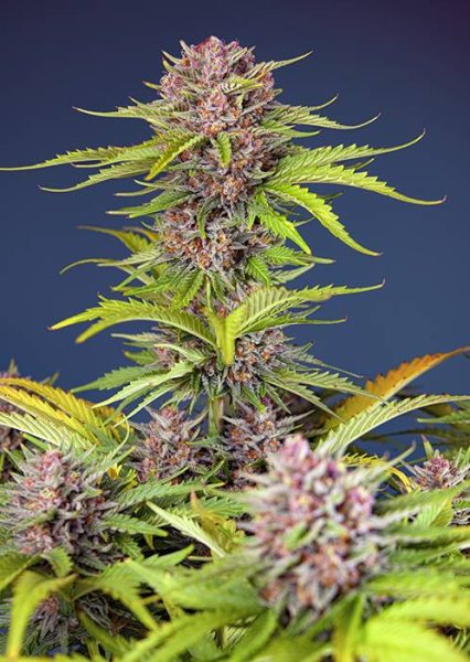 Mimosa Bruce Banner XL Auto - SWEET SEEDS | TanieSianie.pl
