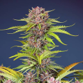 Mimosa Bruce Banner XL Auto - SWEET SEEDS