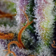 Mimosa Bruce Banner XL Auto - SWEET SEEDS | TanieSianie.pl