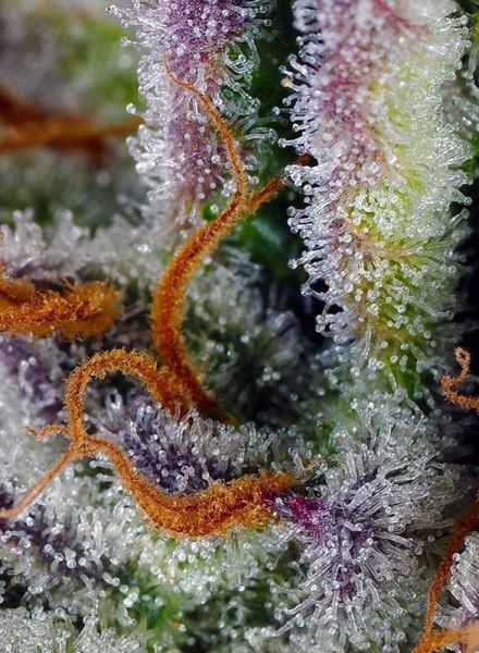 Mimosa Bruce Banner XL Auto - SWEET SEEDS | TanieSianie.pl