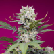 Sweet Mandarine Zkittlez XL Auto - SWEET SEEDS | TanieSianie.pl