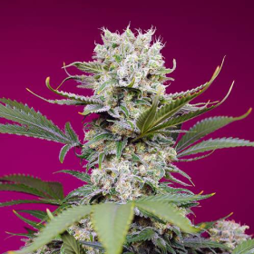 Sweet Mandarine Zkittlez XL Auto - SWEET SEEDS | TanieSianie.pl
