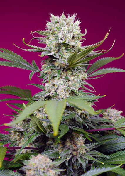 Sweet Mandarine Zkittlez XL Auto - SWEET SEEDS | TanieSianie.pl
