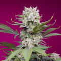 Sweet Mandarine Zkittlez XL Auto - SWEET SEEDS