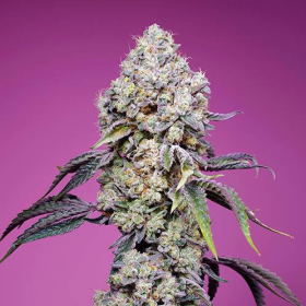 Sweet Mandarine Zkittlez F1 Fast Version - SWEET SEEDS | TanieSianie.pl