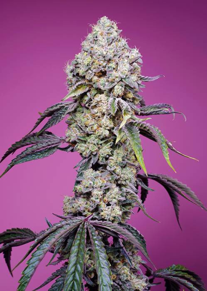 Sweet Mandarine Zkittlez F1 Fast Version - SWEET SEEDS | TanieSianie.pl