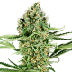 Critical Runtz - SENSI SEEDS | TanieSianie.pl
