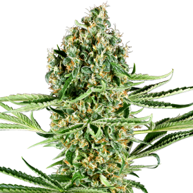 Critical Runtz - SENSI SEEDS | TanieSianie.pl