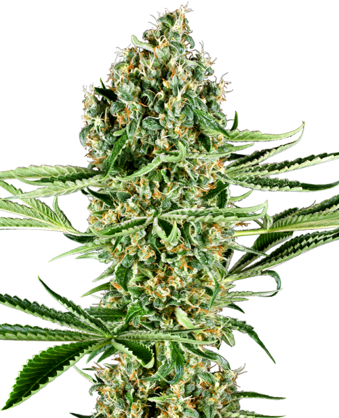 Critical Runtz - SENSI SEEDS | TanieSianie.pl