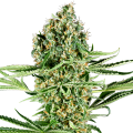 Critical Runtz - SENSI SEEDS
