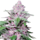 Purple Cookie Kush - SENSI SEEDS | TanieSianie.pl