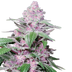 Purple Cookie Kush - SENSI SEEDS | TanieSianie.pl