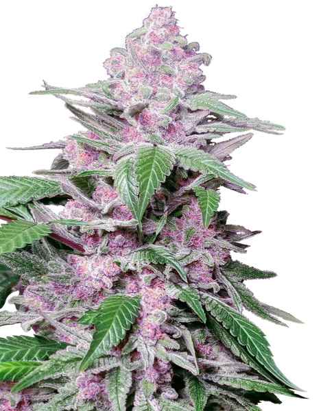 Purple Cookie Kush - SENSI SEEDS | TanieSianie.pl