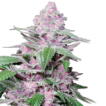 Purple Cookie Kush - SENSI SEEDS