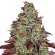 Tezla OG - SENSI SEEDS | TanieSianie.pl