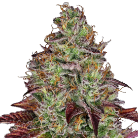 Tezla OG - SENSI SEEDS | TanieSianie.pl