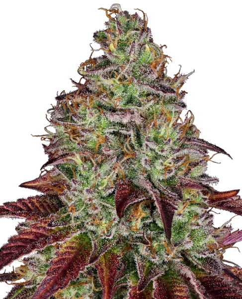 Tezla OG - SENSI SEEDS | TanieSianie.pl