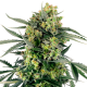 Blueberry Zkittlez Auto - SENSI SEEDS | TanieSianie.pl