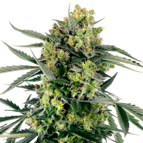 Blueberry Zkittlez Auto - SENSI SEEDS | TanieSianie.pl