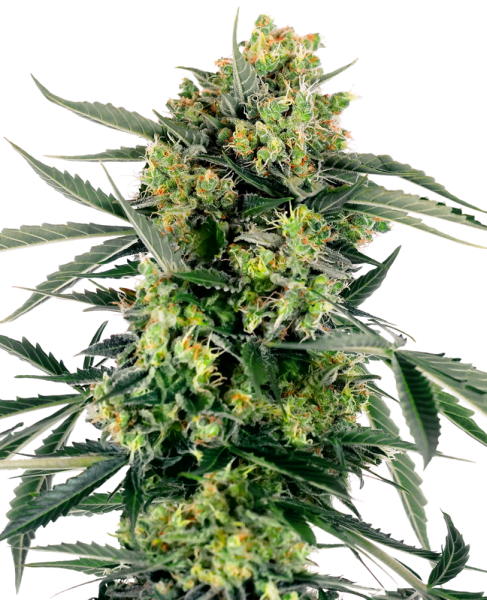 Blueberry Zkittlez Auto - SENSI SEEDS | TanieSianie.pl