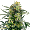 Blueberry Zkittlez Auto - SENSI SEEDS