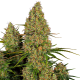 Sticky Orange XXL Auto - SENSI SEEDS | TanieSianie.pl