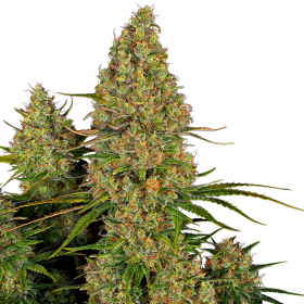 Sticky Orange XXL Auto - SENSI SEEDS | TanieSianie.pl