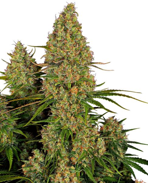 Sticky Orange XXL Auto - SENSI SEEDS | TanieSianie.pl