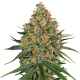 White Cheese - WHITE LABEL | TanieSianie.pl