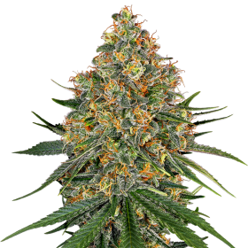 White Cheese - WHITE LABEL | TanieSianie.pl