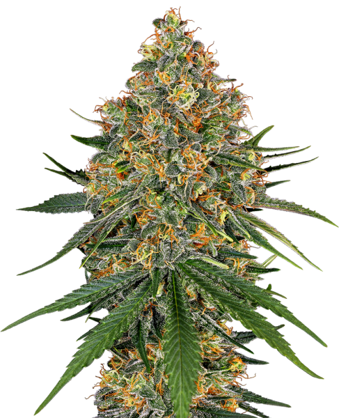 White Cheese - WHITE LABEL | TanieSianie.pl