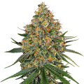 White Cheese - WHITE LABEL
