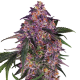 Sensi Purple Kush - SENSI SEEDS | TanieSianie.pl