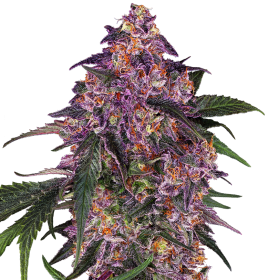 Sensi Purple Kush - SENSI SEEDS | TanieSianie.pl