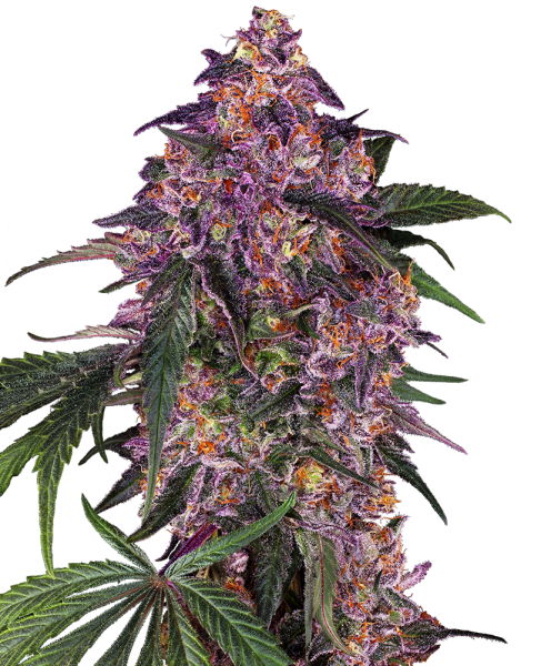 Sensi Purple Kush - SENSI SEEDS | TanieSianie.pl