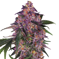 Sensi Purple Kush - SENSI SEEDS