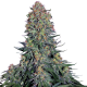 Blue Skunk - SENSI SEEDS | TanieSianie.pl