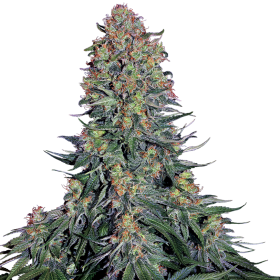 Blue Skunk - SENSI SEEDS | TanieSianie.pl
