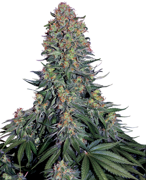 Blue Skunk - SENSI SEEDS | TanieSianie.pl