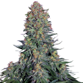 Blue Skunk - SENSI SEEDS