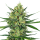 Tangerine Sugar - SENSI SEEDS | TanieSianie.pl