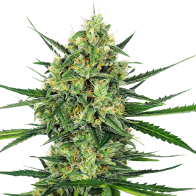 Tangerine Sugar - SENSI SEEDS | TanieSianie.pl