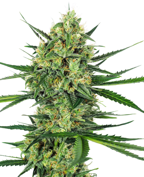 Tangerine Sugar - SENSI SEEDS | TanieSianie.pl