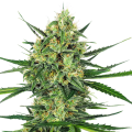 Tangerine Sugar - SENSI SEEDS